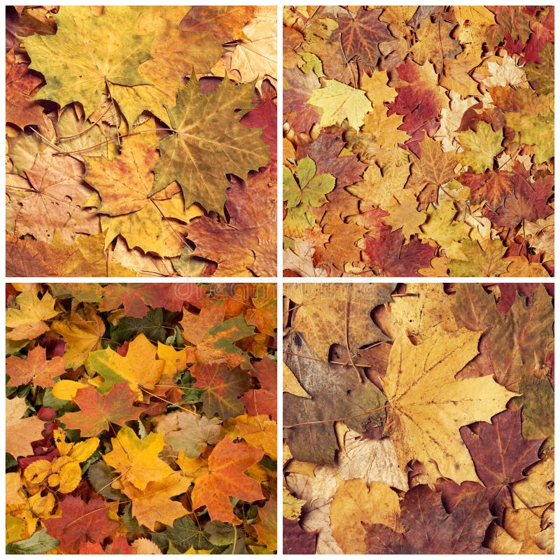 Colorful Background of Fallen Autumn Foliage. Seasonal Background of ...