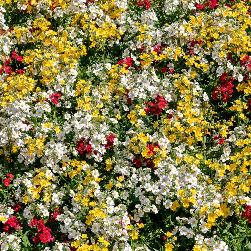 Colorful Background With White, Yellow And Red Flowers Stock Image
