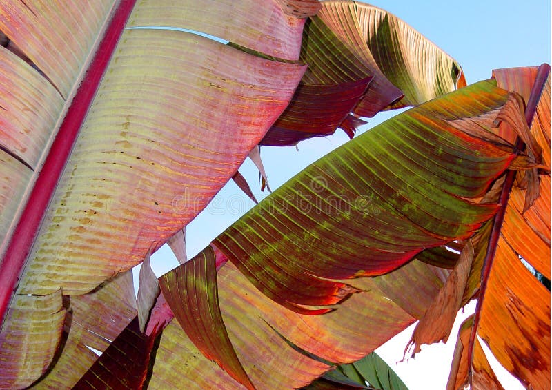 Colorful banana leaves royalty free stock image