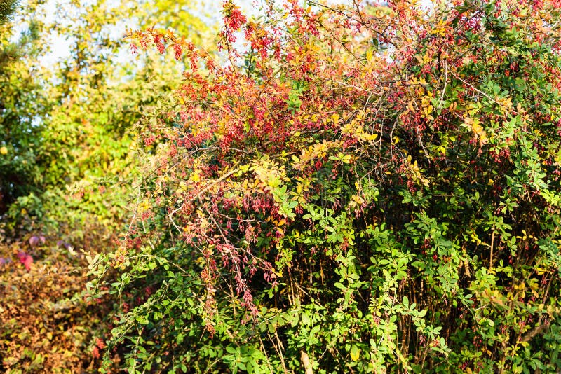 Colorful Barberry Shrub in Autumn Stock Photo Image of view, pland