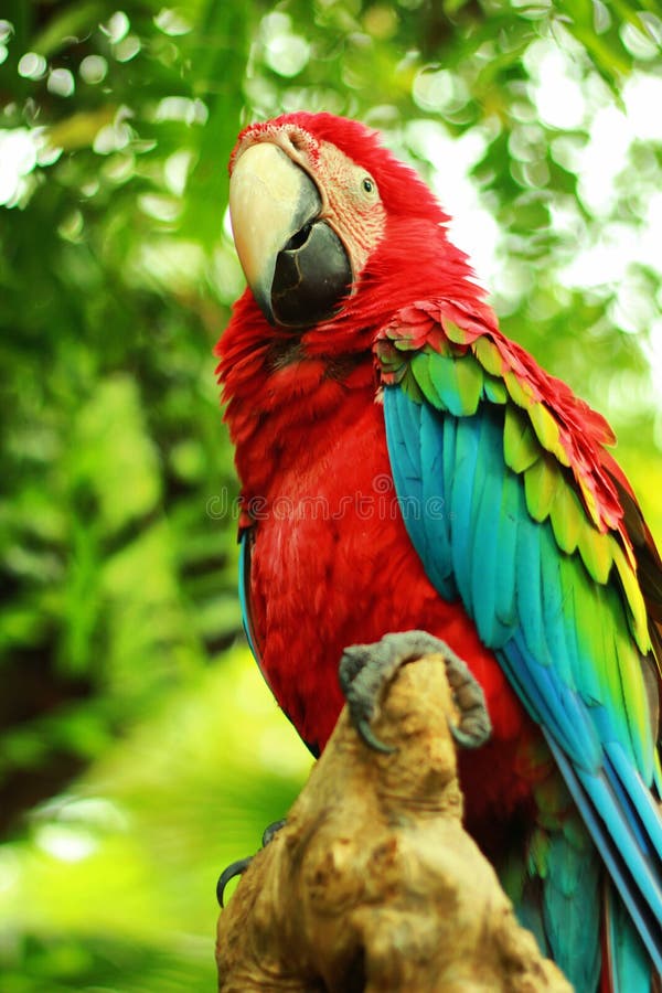 Parrot Sounds Stock Photos - Free & Royalty-Free Stock Photos from  Dreamstime