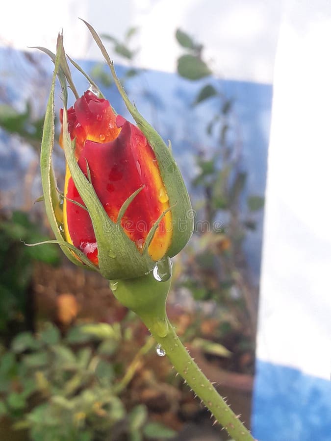 Colorful And Beautiful Rose Bud With Dew Point Stock Photo Image Of