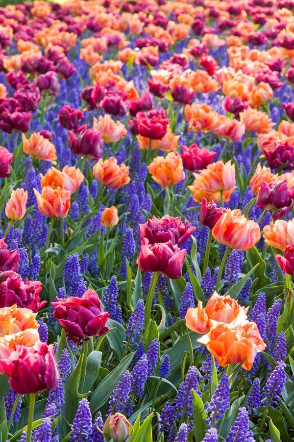 Colorful bed of tulips and hyacinths