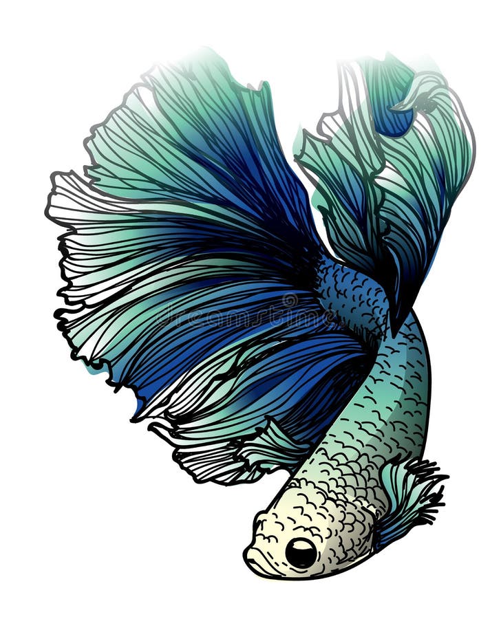 Colorful betta splendens fish hand drawing and sketch. 