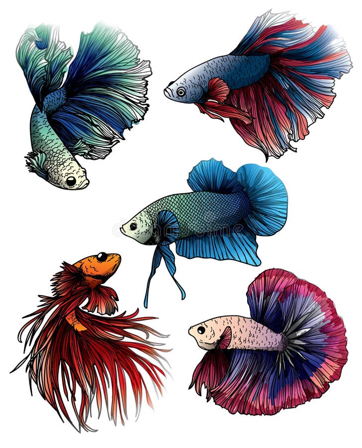 How To Draw A Realistic Betta Fish (Siamese Fighting Fish) - YouTube