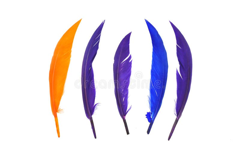 Colorful bird feather