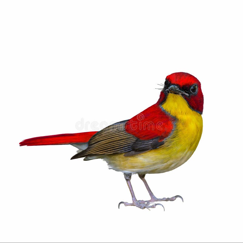 Colorful bird isolated.