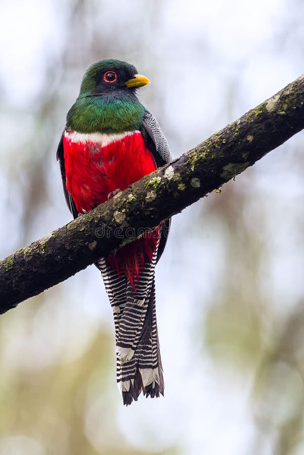 Colorful bird perched on a tree