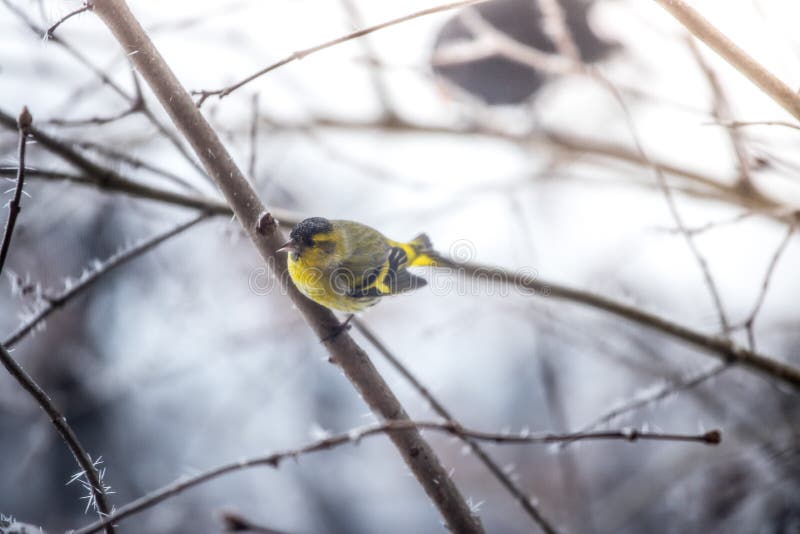 Colorful bird & x28;siskin& x29; sitting on a branch, winter and ice crystals.