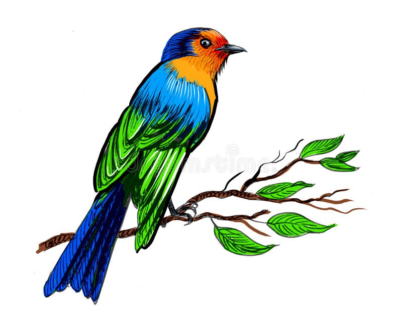 How to Draw a Blue Bird | Nil Tech - shop.nil-tech