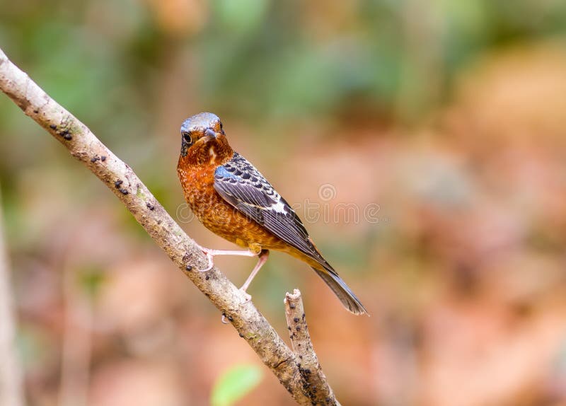 Colorful of bird White-throated Rock Thrush on branch