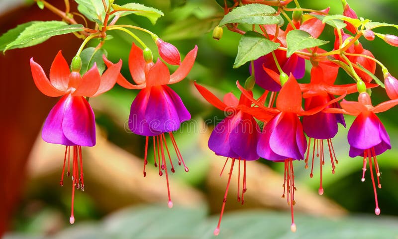 Colorful blooming fuchsia fuschia hybrida flowers