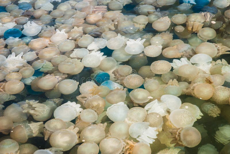 Colorful Blooming Jellyfish Stock Image Image of biology, niche 35517043