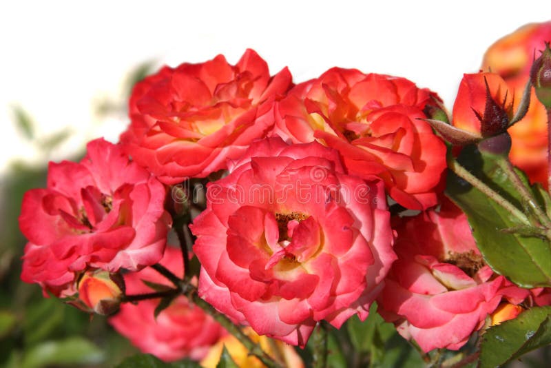 Colorful blooming roses on white background stock photos Colorful blooming roses on white background stock photos