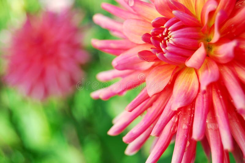 Colorful Blooms