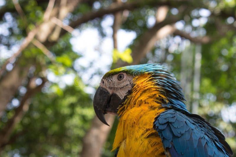 Colorful Blue Yellow Macaw Parrot Bird stock image Colorful Blue Yellow Macaw Parrot Bird stock image