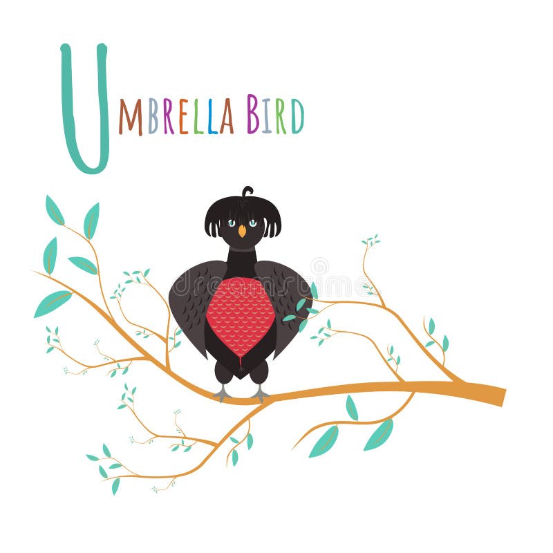 Umbrella Bird Cartoon Umbrellabird Illustration Stock Vector - Illustration  of flashcard, english: 230255087