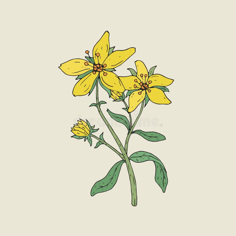 Colorful botanical drawing of St John s wort in bloom. Tender yellow flowers growing on green stem with leaves hand drawn in vintage style. Medicinal herbaceous plant. Floral vector illustration