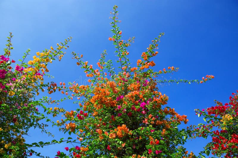 Colorful Bougainvillea in the Park. Stock Photo Image of orange, fall