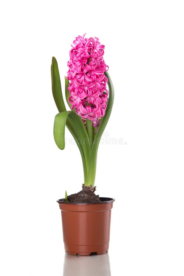 Colorful bouquet from hyacinth arrangement centerpiece isolated royalty free stock photos Colorful bouquet from hyacinth arrangement centerpiece isolated royalty free stock photos