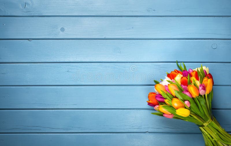 Colorful bouquet of tulips on blue wooden background. Spring flowers.