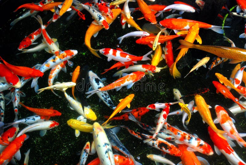 Colorful brocaded carps