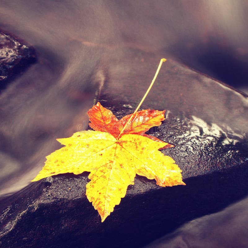 The Colorful Broken Leaf From Lime Tree On Basalt Stones Stock Image