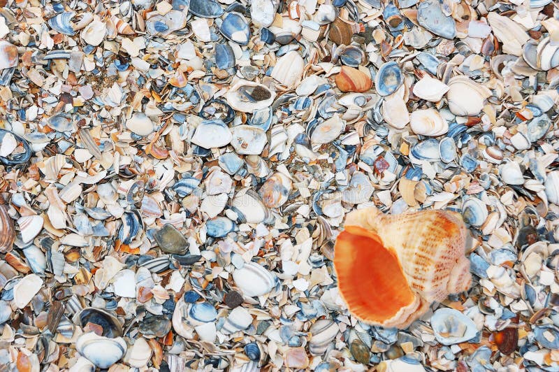 Abstract background of colorful broken sea shells with one large whole shell. Bivalve shell stock images, royalty-free photos and pictures
