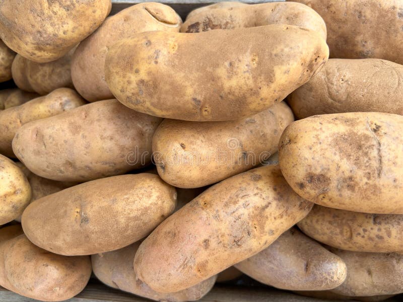 Colorful Baking Potatoes at a Fruit and Vegetable Stand in Orlando