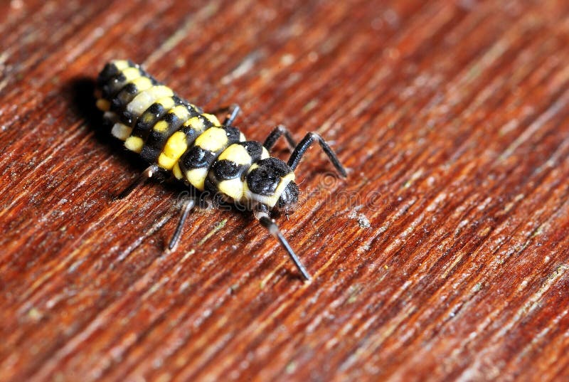 Yellow Ladybug stock photo. Image of beetle, cute, ecology 14405474