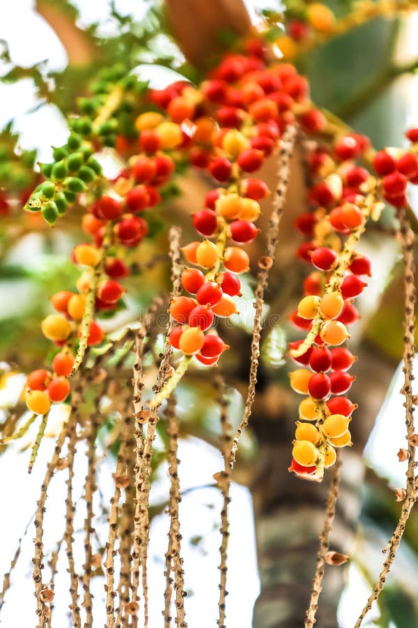 Colorful bunch of areca tree with a green nature bokeh background. stock image