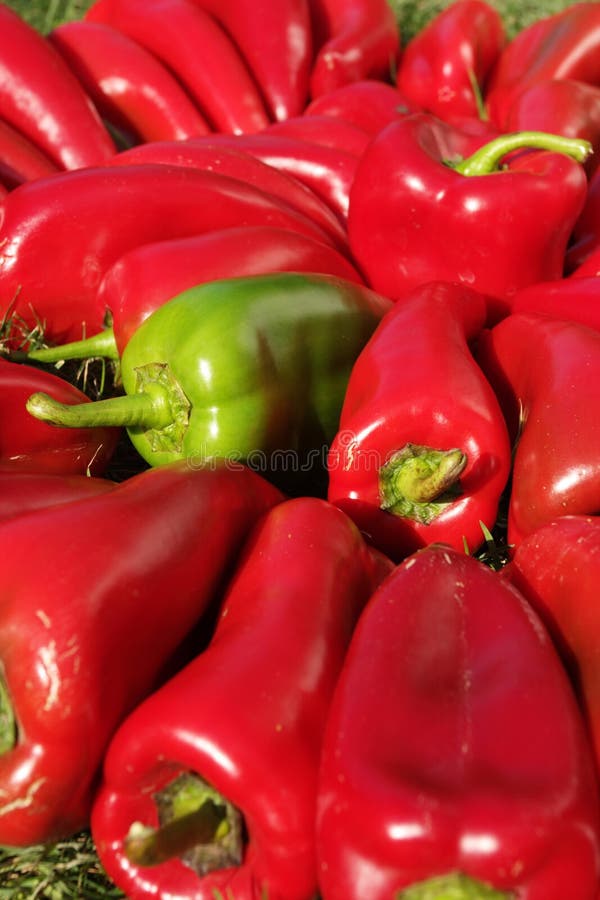 Colorful bunch of pepper