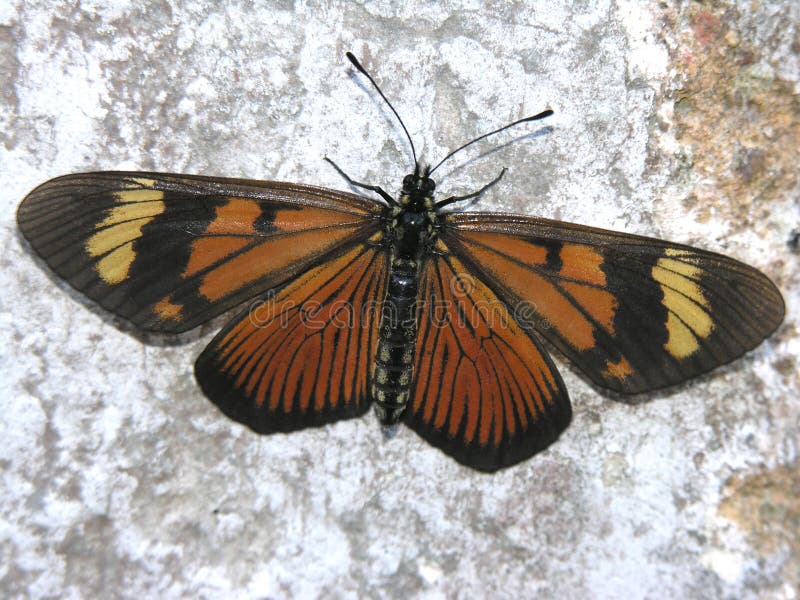 Colorful butterfly