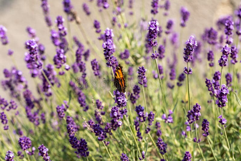 Colorful Butterfly on the Blooming Lavender Flowers. Stock Image
