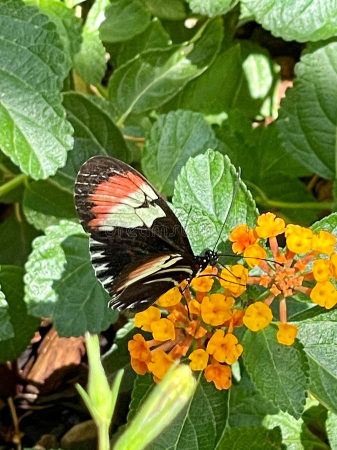 Colorful Butterfly on a Blossom Flower, Vertical Stock Photo Image of