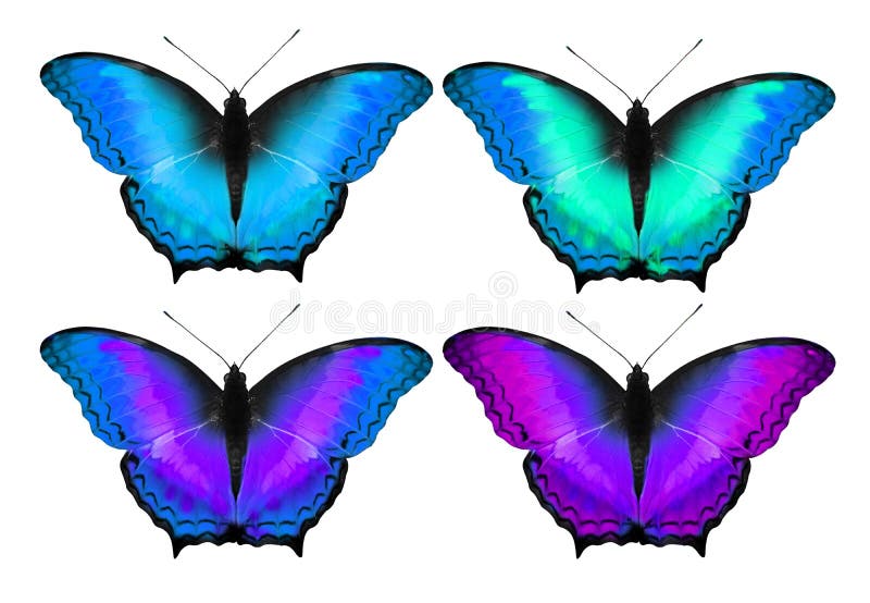 cool butterflies