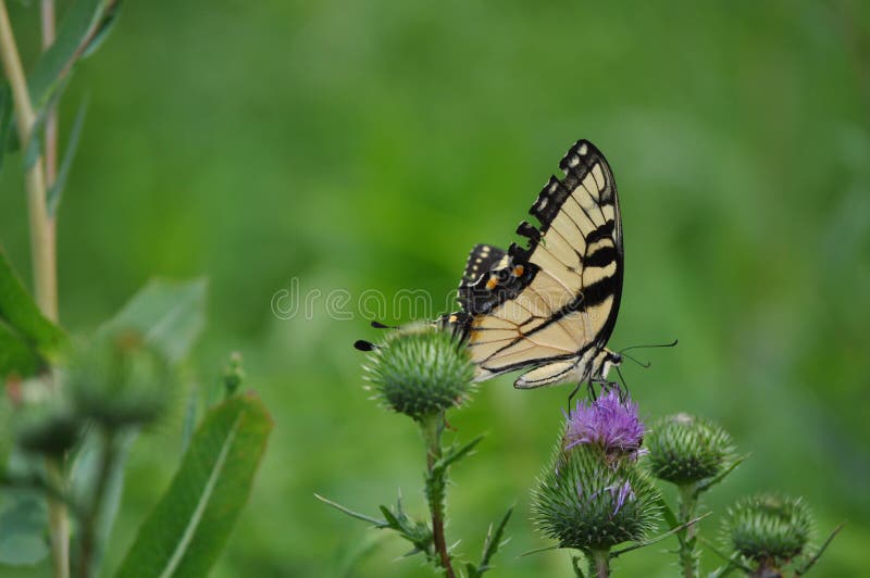 Colorful Butterfly Feeding on a Flower in a Field stock image Colorful Butterfly Feeding on a Flower in a Field stock image