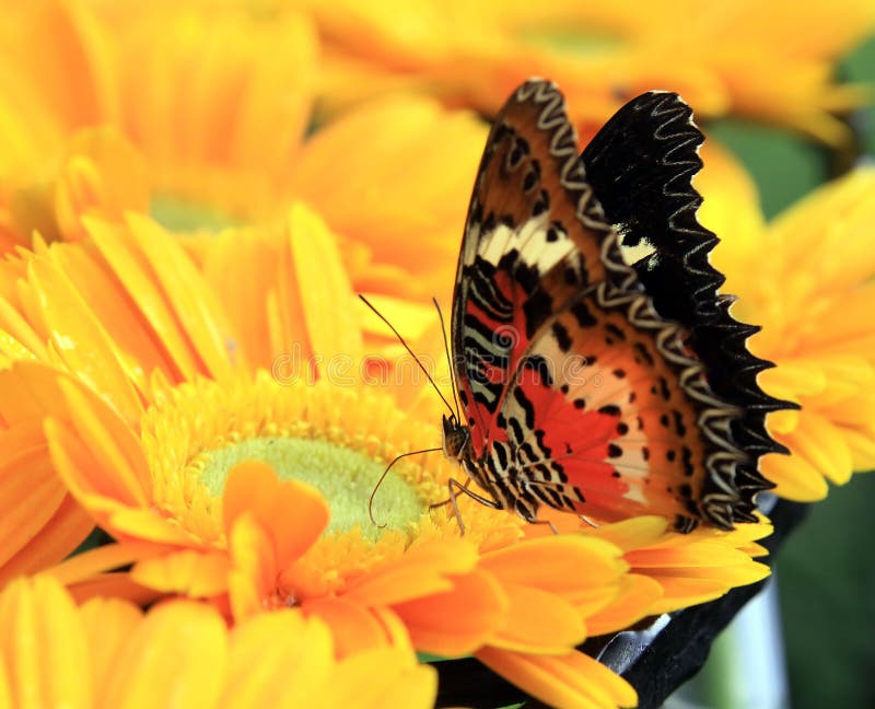 Colorful butterfly on flower