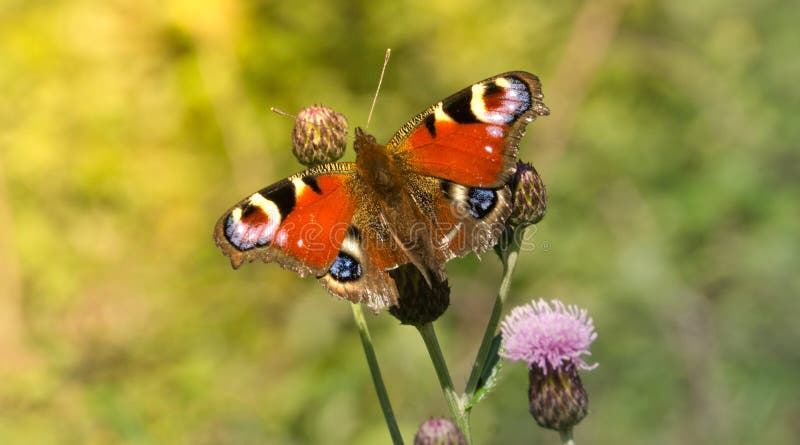 Colorful butterfly on flower royalty free stock photography Colorful butterfly on flower royalty free stock photography