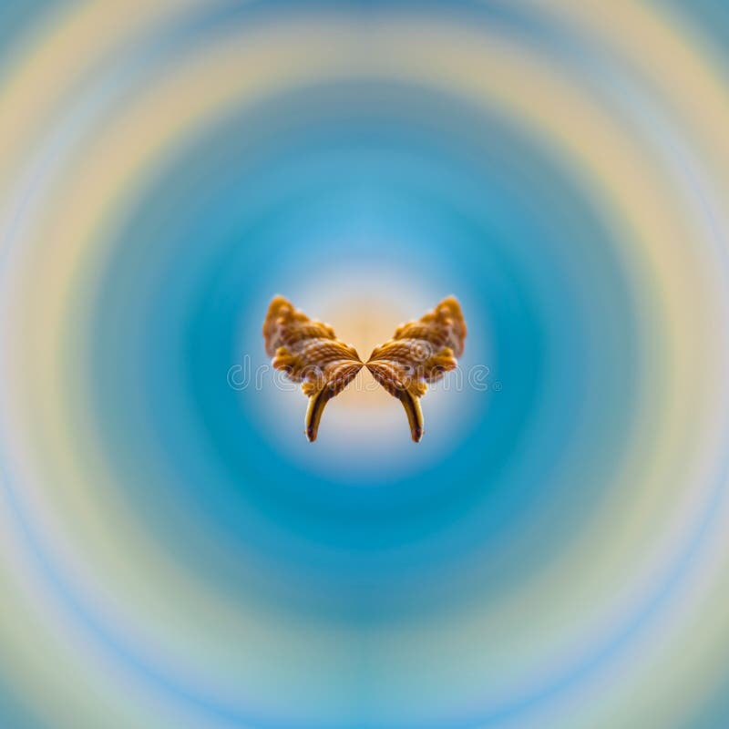 Colorful butterfly logo - Butterfly wing, Isolated on white blue circle background. Optical illusion butterfly wings silhouette of