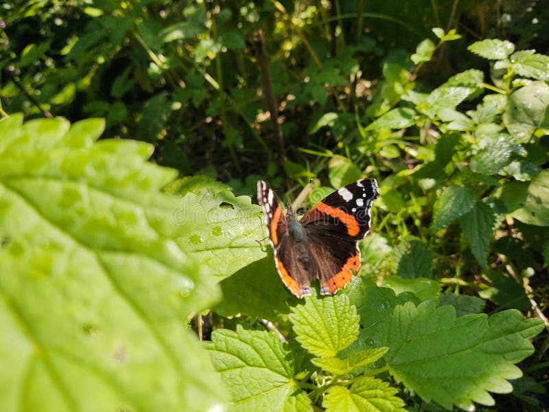 Colorful Butterfly  sitting on green leaf