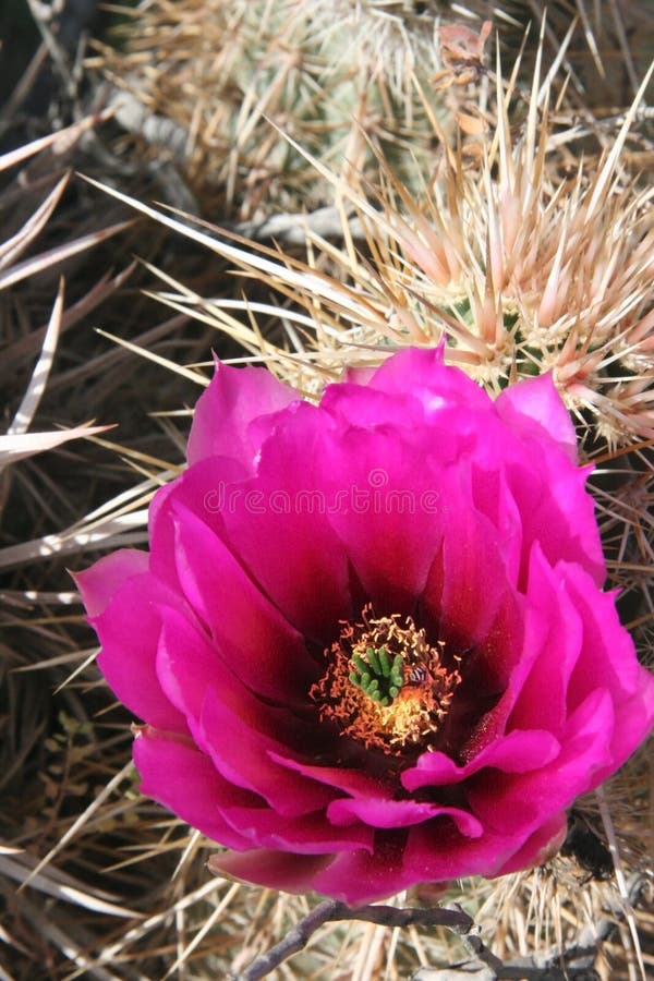 Colorful cacti in Death Valley