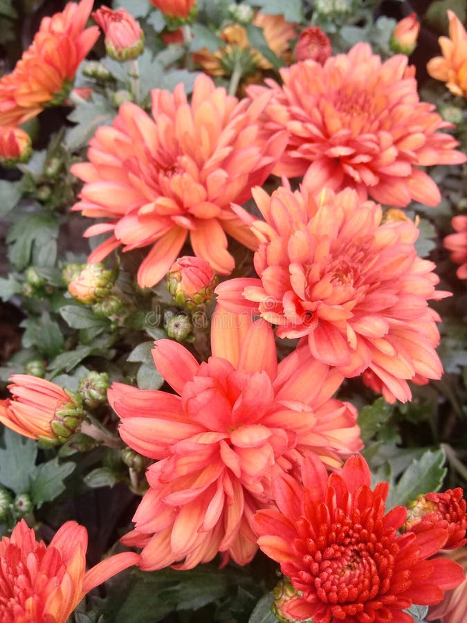 Colorful cali Flowers royalty-vrije stock foto Colorful cali Flowers royalty-vrije stock foto