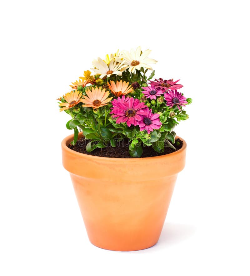 Colorful cape daisy flowers in a ceramic flowerpot isolated royalty free stock images