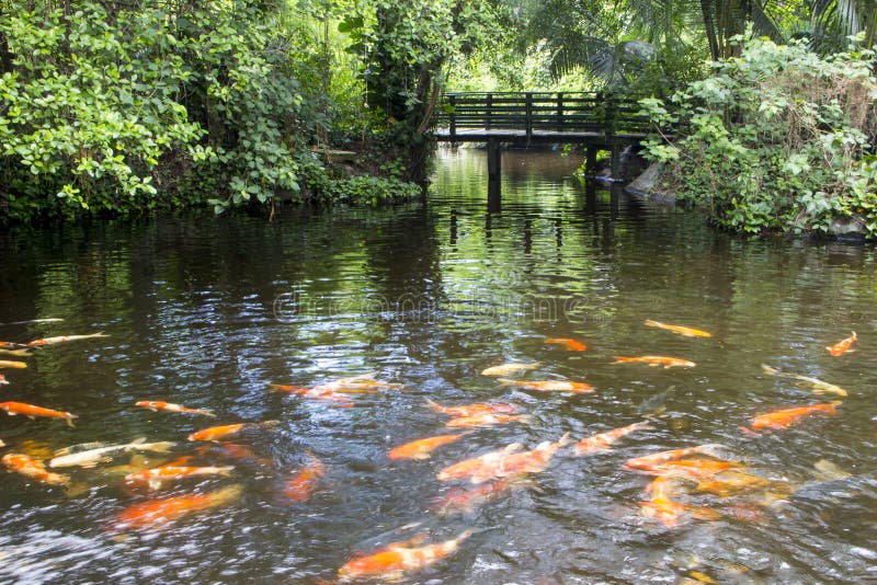 Colorful carp fish in the pond with wooden bridge