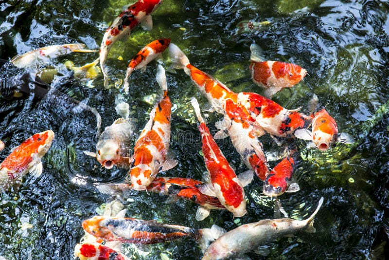 Colorful Carp Streamers or `Koinobori in Japanese` in Kawagoe, Saitama