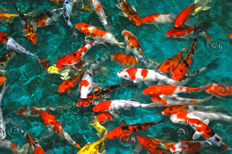 Colorful Carps