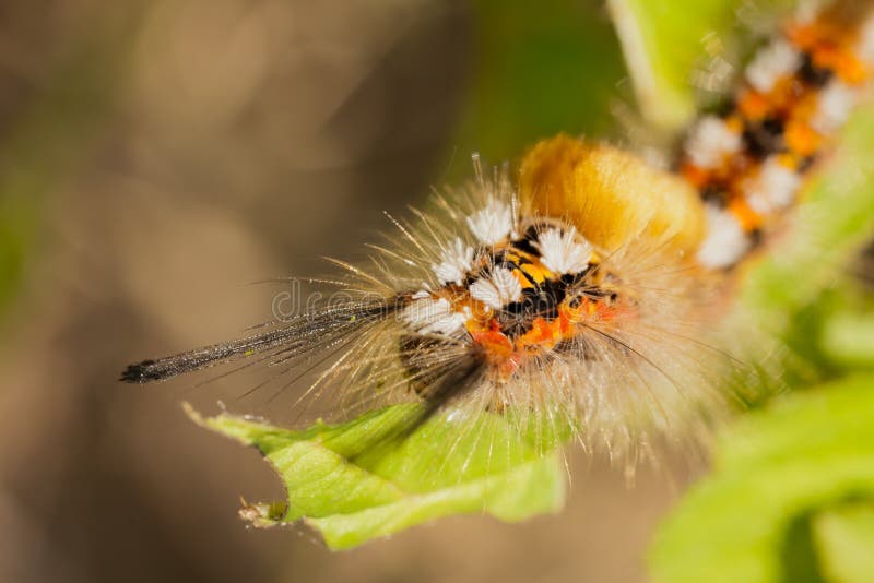 Colorful caterpillar stock photo. Image of close, color - 20772010