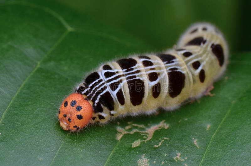 Colorful Caterpillar stock image. Image of nature, leaf - 83681461
