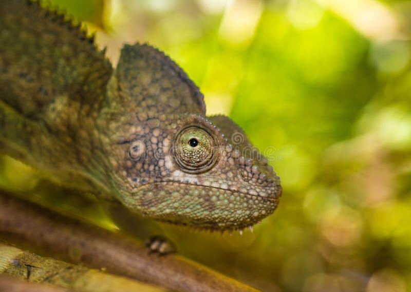 Colorful chameleon of Madagascar, very shallow focus